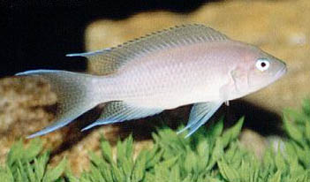 Neolamprologus crassus